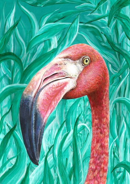 Flamingo