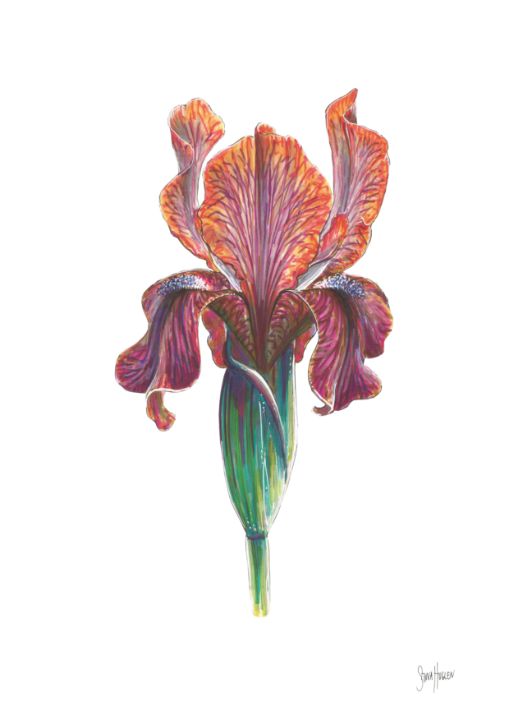 Iris