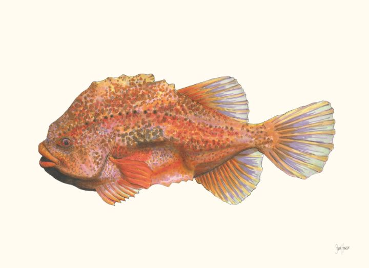 Lumpfish