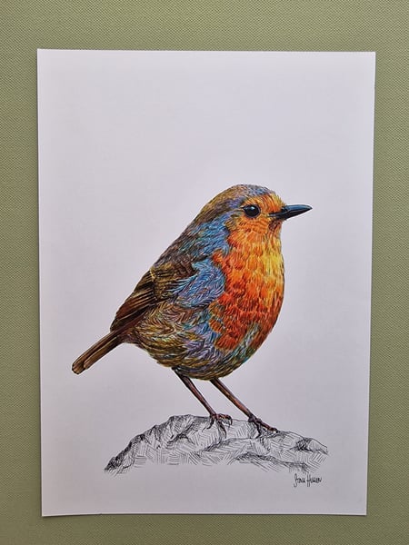 Robin