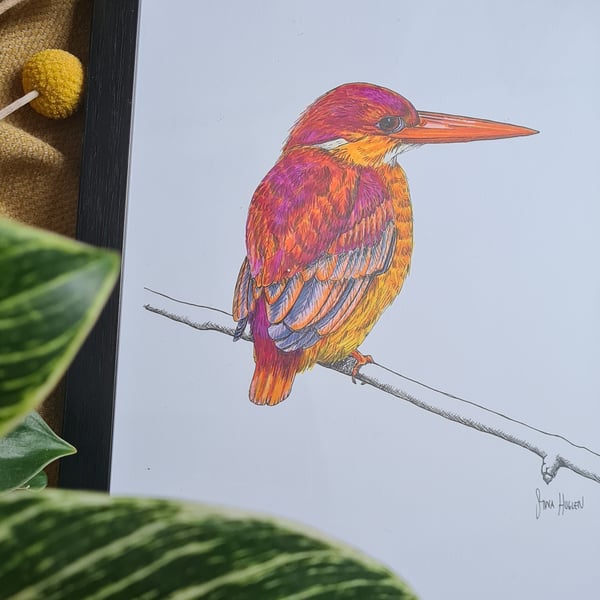 Kingfisher