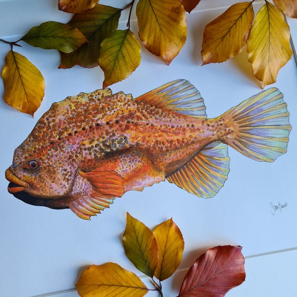 Lumpfish