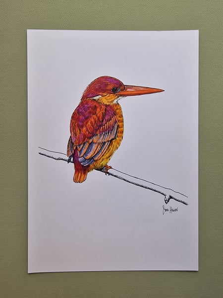 Kingfisher