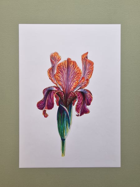 Iris