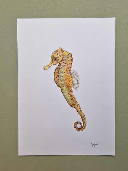 Seahorse