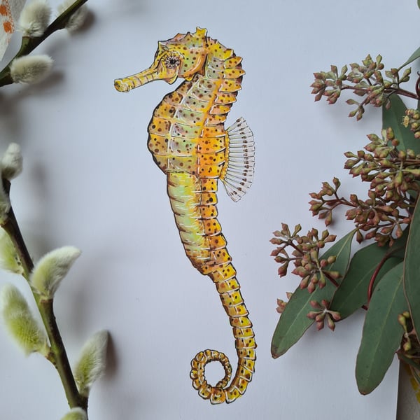 Seahorse